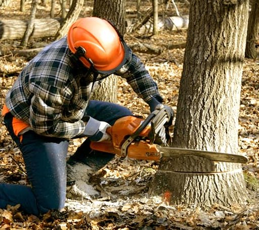 Tree Removal in Wylliesburg, VA